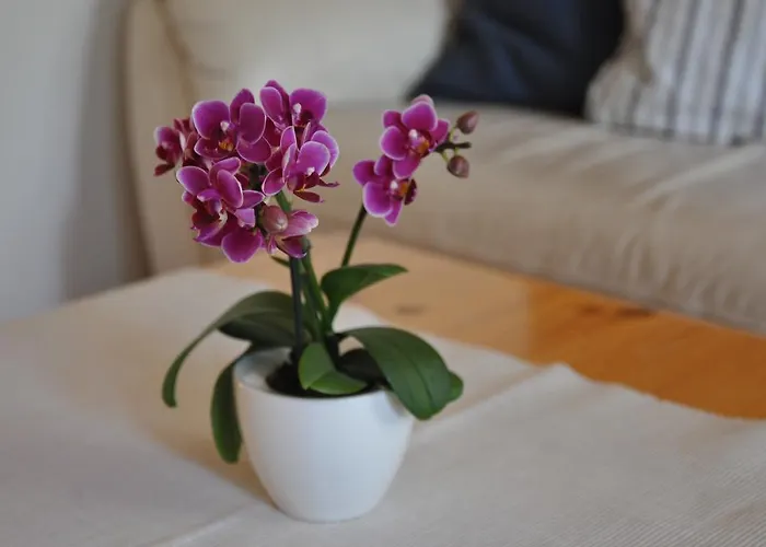 Apartamento Hohturnen *