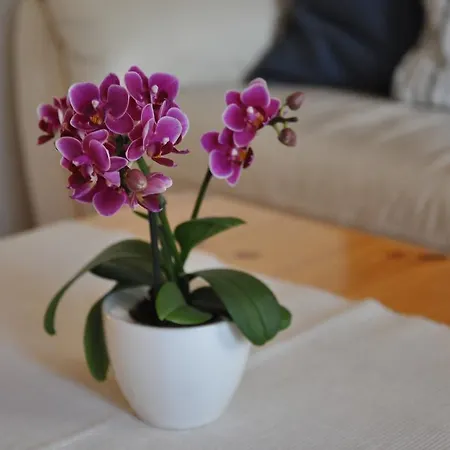 Appartement Hohturnen *